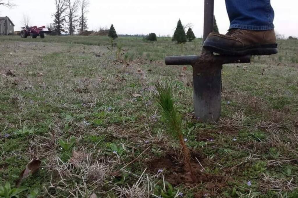 Rural Life On A Real Christmas Tree Farm! Hallmark Experience! Ozark المظهر الخارجي الصورة