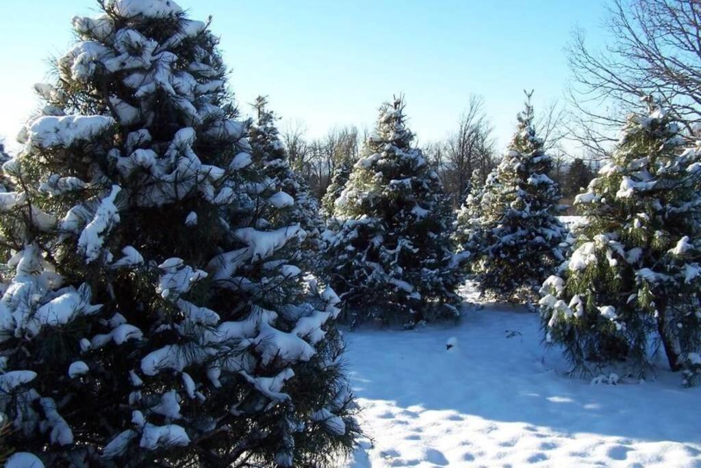 Rural Life On A Real Christmas Tree Farm! Hallmark Experience! Ozark المظهر الخارجي الصورة