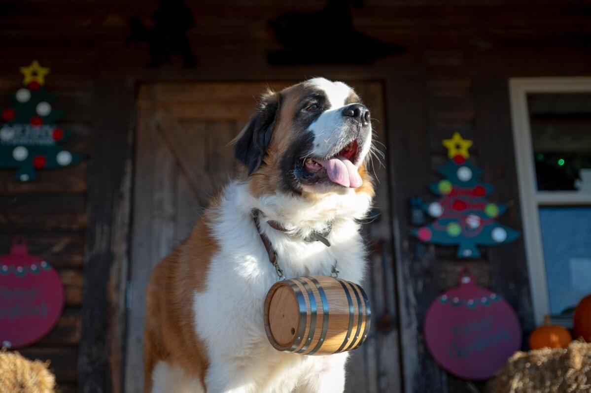 Rural Life On A Real Christmas Tree Farm! Hallmark Experience! Ozark المظهر الخارجي الصورة