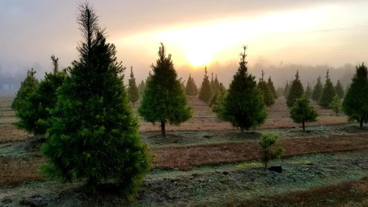 Rural Life On A Real Christmas Tree Farm! Hallmark Experience! Ozark المظهر الخارجي الصورة