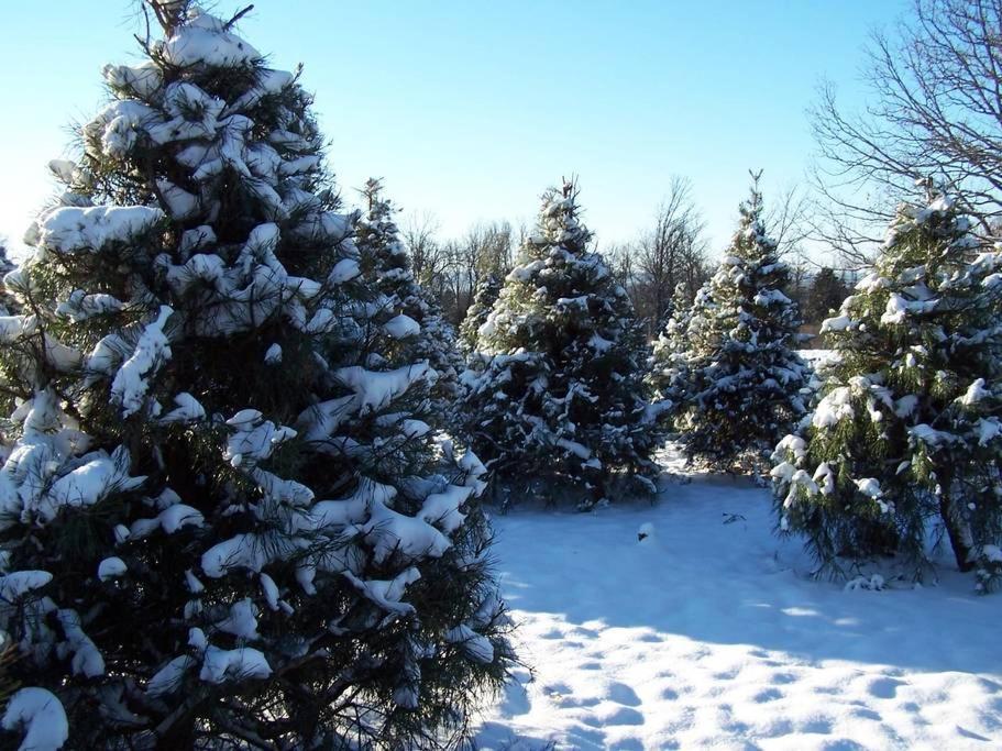Rural Life On A Real Christmas Tree Farm! Hallmark Experience! Ozark المظهر الخارجي الصورة